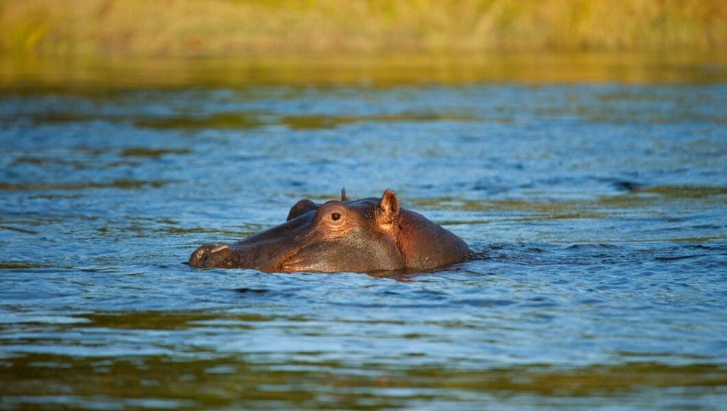 Hippo, Zambezi River, Zambia, Africa